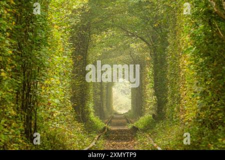 Journée d'été dans la région de Rivne en Ukraine. Tunnel romantique de l'amour à Klevan. Rayures et ombres ensoleillées Banque D'Images