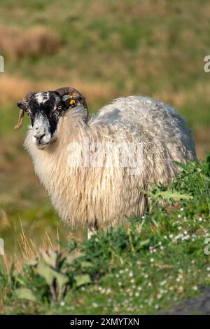 Les moutons de race montagnarde Blackface réchauffent leur corps sous le soleil tôt le matin. Banque D'Images