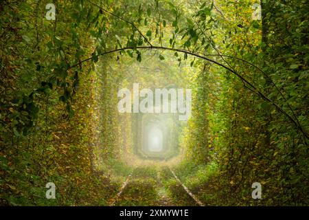 Journée d'été dans la région de Rivne en Ukraine. Tunnel d'amour à Klevan. Forêt de feuillus et vieilles voies ferrées. Branche verte romantique Banque D'Images