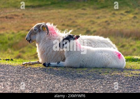 Les moutons de race montagnarde Blackface réchauffent leur corps sous le soleil tôt le matin. Banque D'Images