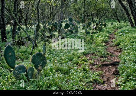 Sentier de cerfs, cactus de barbarie dans le fourré-tout de mesquite, unité de Calliham du parc d'État de Choke Canyon, printemps, région du Texas du Sud, Texas, États-Unis Banque D'Images