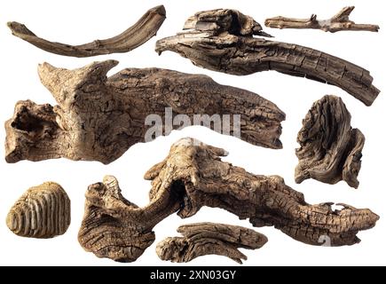 Driftwoods, bois vieilli isolé sur fond blanc. Ensemble d'accrocs pour aquarium ou composition décorative. Banque D'Images