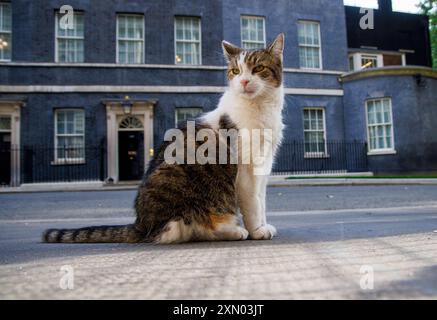 Londres, Royaume-Uni. 30 juillet 2024. Larry le chat de Downing Street et le chef Mouser au Cabinet Office patrouille la rue. Il est venu de Battersea Dogs and Cats Home et a maintenant vécu au numéro 10 avec six premiers ministres qui sont David Cameron, Theresa May, Boris Johnson, Liz Truss, Rishi Sunak, et Keir Starmer. Crédit : Karl Black/Alamy Live News Banque D'Images