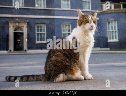 Londres, Royaume-Uni. 30 juillet 2024. Larry le chat de Downing Street et le chef Mouser au Cabinet Office patrouille la rue. Il est venu de Battersea Dogs and Cats Home et a maintenant vécu au numéro 10 avec six premiers ministres qui sont David Cameron, Theresa May, Boris Johnson, Liz Truss, Rishi Sunak, et Keir Starmer. Crédit : Karl Black/Alamy Live News Banque D'Images