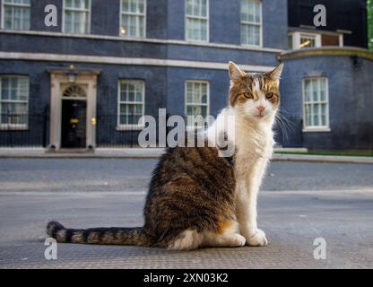 Londres, Royaume-Uni. 30 juillet 2024. Larry le chat de Downing Street et le chef Mouser au Cabinet Office patrouille la rue. Il est venu de Battersea Dogs and Cats Home et a maintenant vécu au numéro 10 avec six premiers ministres qui sont David Cameron, Theresa May, Boris Johnson, Liz Truss, Rishi Sunak, et Keir Starmer. Crédit : Karl Black/Alamy Live News Banque D'Images