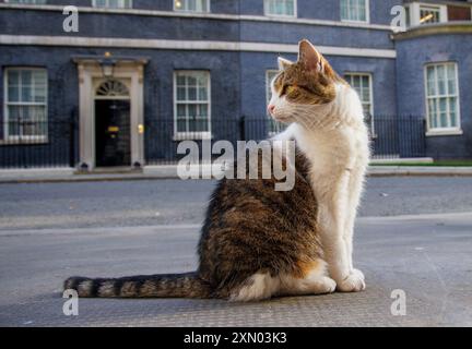 Londres, Royaume-Uni. 30 juillet 2024. Larry le chat de Downing Street et le chef Mouser au Cabinet Office patrouille la rue. Il est venu de Battersea Dogs and Cats Home et a maintenant vécu au numéro 10 avec six premiers ministres qui sont David Cameron, Theresa May, Boris Johnson, Liz Truss, Rishi Sunak, et Keir Starmer. Crédit : Karl Black/Alamy Live News Banque D'Images