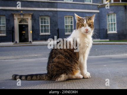 Londres, Royaume-Uni. 30 juillet 2024. Larry le chat de Downing Street et le chef Mouser au Cabinet Office patrouille la rue. Il est venu de Battersea Dogs and Cats Home et a maintenant vécu au numéro 10 avec six premiers ministres qui sont David Cameron, Theresa May, Boris Johnson, Liz Truss, Rishi Sunak, et Keir Starmer. Crédit : Karl Black/Alamy Live News Banque D'Images