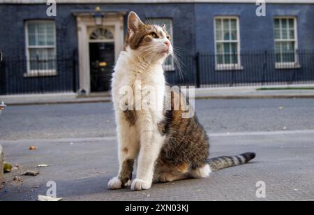 Londres, Royaume-Uni. 30 juillet 2024. Larry le chat de Downing Street et le chef Mouser au Cabinet Office patrouille la rue. Il est venu de Battersea Dogs and Cats Home et a maintenant vécu au numéro 10 avec six premiers ministres qui sont David Cameron, Theresa May, Boris Johnson, Liz Truss, Rishi Sunak, et Keir Starmer. Crédit : Karl Black/Alamy Live News Banque D'Images