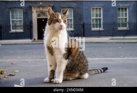 Londres, Royaume-Uni. 30 juillet 2024. Larry le chat de Downing Street et le chef Mouser au Cabinet Office patrouille la rue. Il est venu de Battersea Dogs and Cats Home et a maintenant vécu au numéro 10 avec six premiers ministres qui sont David Cameron, Theresa May, Boris Johnson, Liz Truss, Rishi Sunak, et Keir Starmer. Crédit : Karl Black/Alamy Live News Banque D'Images