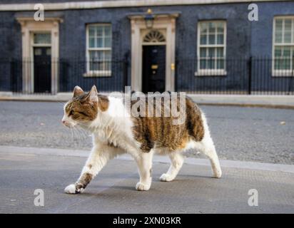 Londres, Royaume-Uni. 30 juillet 2024. Larry le chat de Downing Street et le chef Mouser au Cabinet Office patrouille la rue. Il est venu de Battersea Dogs and Cats Home et a maintenant vécu au numéro 10 avec six premiers ministres qui sont David Cameron, Theresa May, Boris Johnson, Liz Truss, Rishi Sunak, et Keir Starmer. Crédit : Karl Black/Alamy Live News Banque D'Images