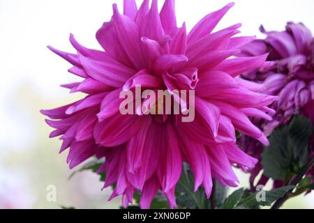 Cultivar 'dahlia à fleur de pivoine' en fuchsia (violet) nuance : (pix Sanjiv Shukla) Banque D'Images