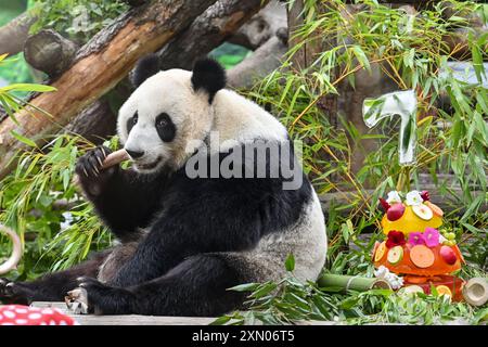 Moscou, Russie. 30 juillet 2024. Le panda géant Dingding mange du bambou lors de la célébration de son anniversaire au zoo de Moscou, capitale de la Russie, le 30 juillet 2024. Dingding a apprécié son anniversaire mardi en Russie. Elle est née le 30 juillet 2017 à la base de panda géant Shenshuping de la réserve naturelle nationale chinoise de Wolong, et est arrivée à Moscou en avril 2019 en provenance du sud-ouest de la province du Sichuan avec un autre panda géant Ruyi. Crédit : Cao Yang/Xinhua/Alamy Live News Banque D'Images