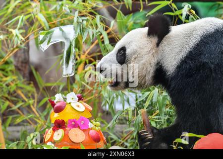 Moscou, Russie. 30 juillet 2024. Le panda géant Dingding est photographié lors de la célébration de son anniversaire au zoo de Moscou, capitale de la Russie, le 30 juillet 2024. Dingding a apprécié son anniversaire mardi en Russie. Elle est née le 30 juillet 2017 à la base de panda géant Shenshuping de la réserve naturelle nationale chinoise de Wolong, et est arrivée à Moscou en avril 2019 en provenance du sud-ouest de la province du Sichuan avec un autre panda géant Ruyi. Crédit : Cao Yang/Xinhua/Alamy Live News Banque D'Images