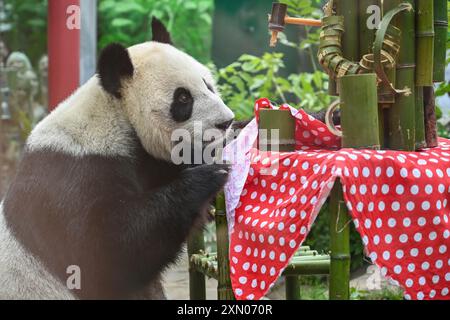 Moscou, Russie. 30 juillet 2024. Le panda géant Dingding est photographié lors de la célébration de son anniversaire au zoo de Moscou, capitale de la Russie, le 30 juillet 2024. Dingding a apprécié son anniversaire mardi en Russie. Elle est née le 30 juillet 2017 à la base de panda géant Shenshuping de la réserve naturelle nationale chinoise de Wolong, et est arrivée à Moscou en avril 2019 en provenance du sud-ouest de la province du Sichuan avec un autre panda géant Ruyi. Crédit : Cao Yang/Xinhua/Alamy Live News Banque D'Images