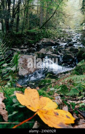 Des feuilles jaune vif se dispersent sur le sol de la forêt tandis qu'un ruisseau paisible coule doucement à travers le paysage rocheux. Les arbres environnants créent un tra Banque D'Images