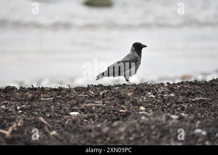 Corbeau à capuchon (Corvus cornix) debout en profil droit au rivage d'une plage de Shingle, sous la pluie, prise en fin d'après-midi sur l'île de Man Banque D'Images