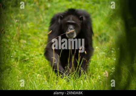 Unfocus Portrait de chimpanzé (Pan troglodytes) reposant sur le fond de la nature Banque D'Images