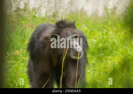 Portrait d'un vieux chimpanzé triste (Pan troglodytes) reposant sur le fond de la nature Banque D'Images