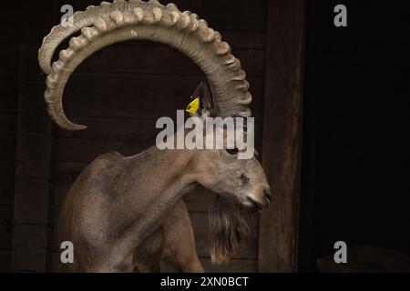 Le bouquetin de Sibérie (Capra sibirica). Des animaux de la faune. Banque D'Images