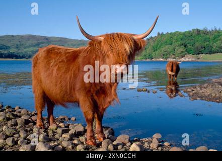 Vaches Highland (Bos tarus) près du lac marin à Taynish, Argyll, Écosse, juillet Banque D'Images