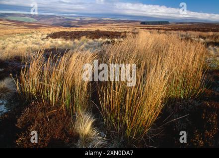 Collines de Lammermuir, vue en hiver depuis le haut du village de Longformacus au-dessus de landes de bruyère à l'est avec la ruée douce (Juncus effusus). Banque D'Images