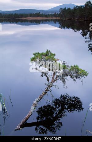 Réserve RSPB du Loch Garten avec Pinus sylvestris (Pinus sylvestris) à Loch, Cairngorms National Park, Speyside, Écosse, avril 1997 Banque D'Images