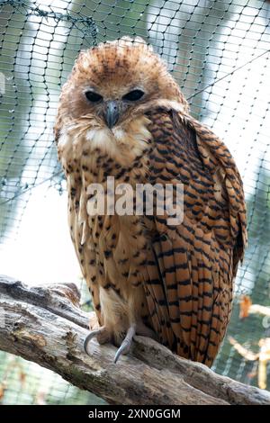 Un majestueux Pel's Fishing Owl a été repéré. Avec sa grande taille et son plumage fauve, cette chouette insaisissable se trouve couramment près des rivières et des lacs dans le Sub-Sahar Banque D'Images