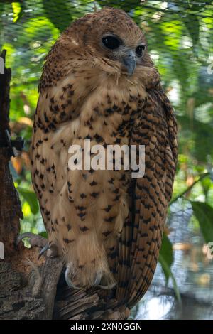 Un majestueux Pel's Fishing Owl a été repéré. Avec sa grande taille et son plumage fauve, cette chouette insaisissable se trouve couramment près des rivières et des lacs dans le Sub-Sahar Banque D'Images