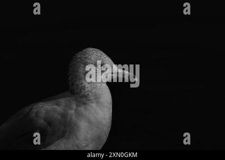 Photo de profil en noir et blanc d'une mouette sur fond noir avec espace pour la copie. Banque D'Images