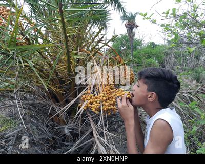 Garçon mignon indien mangeant des dates sur un arbre, concept de vacances Banque D'Images