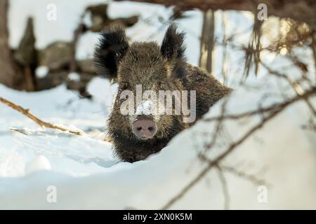 Sanglier (sus scrofa) debout dans la neige un matin d'hiver, regardant directement devant la caméra à travers l'épaisse forêt. Montagnes des Alpes, Italie. Banque D'Images