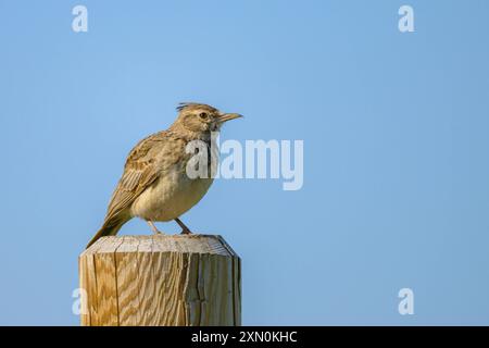 Un Crested Lark debout sur un poteau en bois, journée ensoleillée au printemps, Autriche Illmitz Autriche Banque D'Images