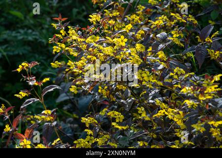 Lysimachia Ciliata 'Firecracker', une vivacité vigoureuse avec un feuillage foncé et des masses de petites fleurs jaunes en été. Banque D'Images