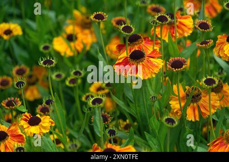 Gros plan de fleurs d'hélium orange et jaune éclatantes en pleine floraison dans un jardin verdoyant. Banque D'Images