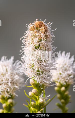 Les panicules pelucheuses blanches de Liatris fleurissaient. Liatris spicata, l'étoile flamboyante dense, est une plante herbacée à fleurs vivaces dans le flux du soleil Banque D'Images