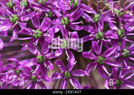 Gros plan des fleurs sur la tête d'un alium violet . Banque D'Images