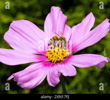 Honey Bee sur Pink Cosmos Daisy Banque D'Images