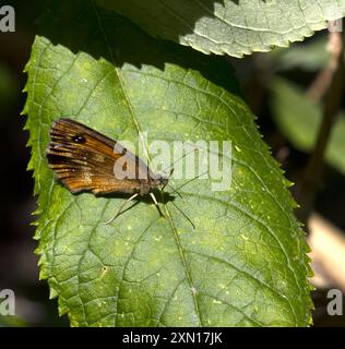 Femme gardien papillon Pyronia tithonus Banque D'Images