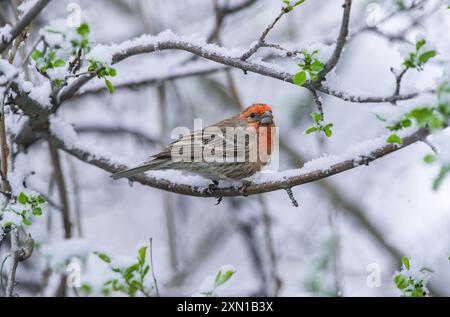 Un Red House finch est assis sur une branche enneigée après une tempête de neige surprise de printemps dans le Colorado. Banque D'Images