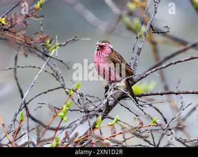 Rosefinch chinois à sourcils blancs (Carpodacus dubius) coloré perché sur une branche. Sichuan, Chine. Banque D'Images