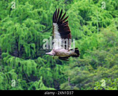 Griffon de l'Himalaya (Gyps himalayensis) survolant la forêt montagneuse. Sichuan, Chine. Banque D'Images
