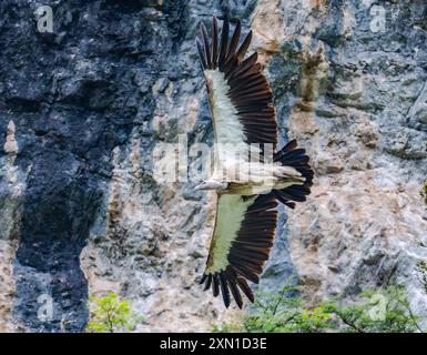 Griffon de l'Himalaya (Gyps himalayensis) volant dans des montagnes rocheuses. Sichuan, Chine. Banque D'Images