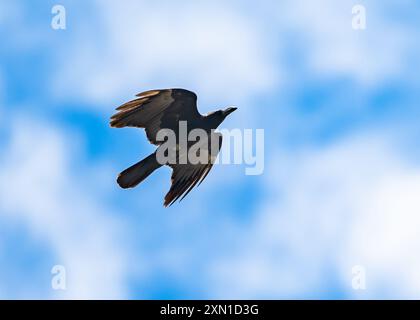 Un corbeau à gros bec (Corvus macrorhynchos) volant au-dessus du ciel bleu. Sichuan, Chine. Banque D'Images