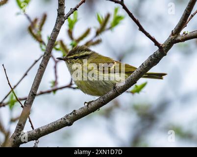 Une Paruline de Hume (Phylloscopus humei) perchée sur une branche. Sichuan, Chine. Banque D'Images