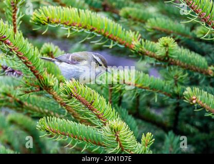 Une Paruline de Hume (Phylloscopus humei) perchée sur une branche de pin. Sichuan, Chine. Banque D'Images