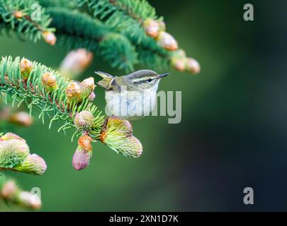 Une Paruline de Hume (Phylloscopus humei) perchée sur une branche de pin. Sichuan, Chine. Banque D'Images