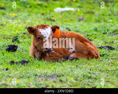 Une petite vache brune assise sur de l'herbe verte. Sichuan, Chine. Banque D'Images