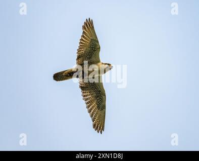 Un faucon Saker (Falco cherrug) volant au-dessus de la tête. Sichuan, Chine. Banque D'Images