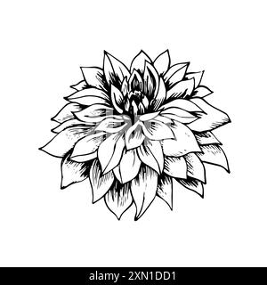 Croquis de fleur de dahlia. Illustration vectorielle dessinée à la main en noir et blanc. Illustration de Vecteur