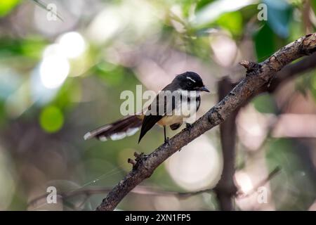 Un pied Fantail malaisien perché gracieusement avec sa queue noire et blanche distinctive en éventail. Commun en Asie du Sud-est, cet oiseau est connu pour son Banque D'Images